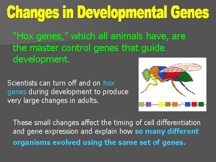 “Hox genes, ” which all animals have, are the master control genes that guide