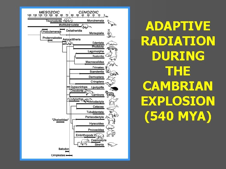 ADAPTIVE RADIATION DURING THE CAMBRIAN EXPLOSION (540 MYA) 