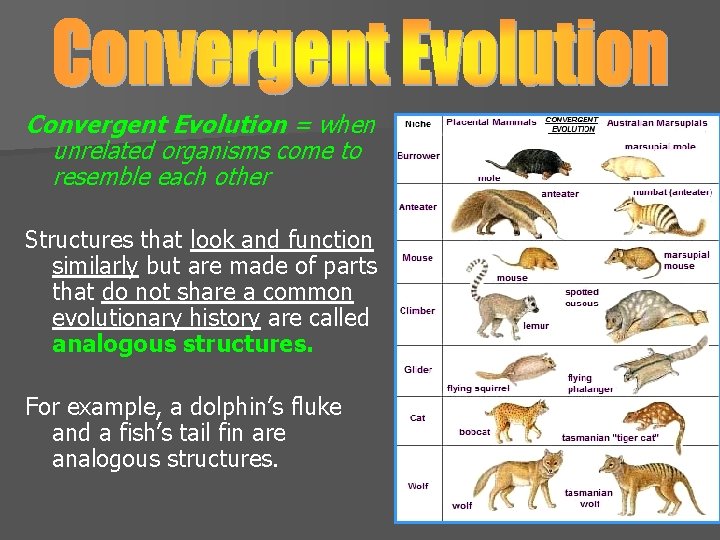Convergent Evolution = when unrelated organisms come to resemble each other Structures that look