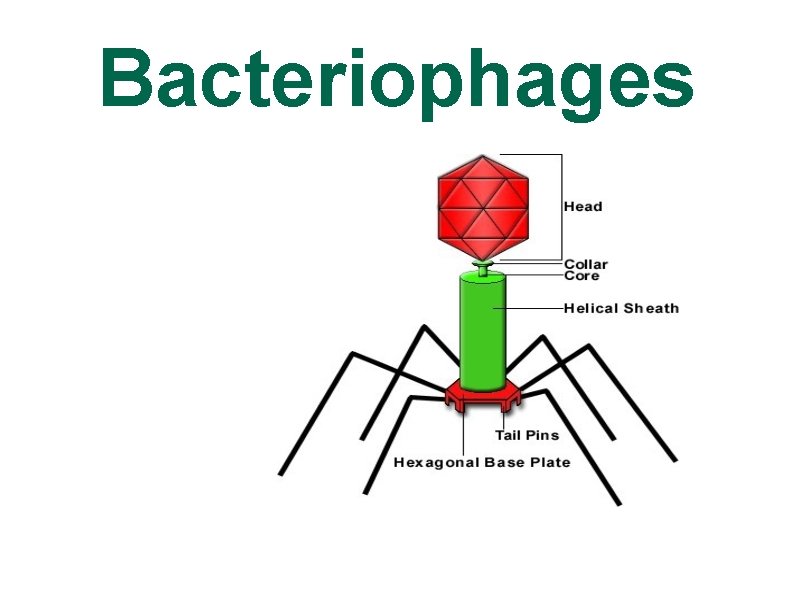 Bacteriophages 