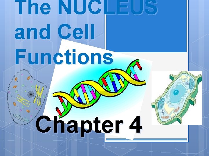 The NUCLEUS and Cell Functions Chapter 4 4