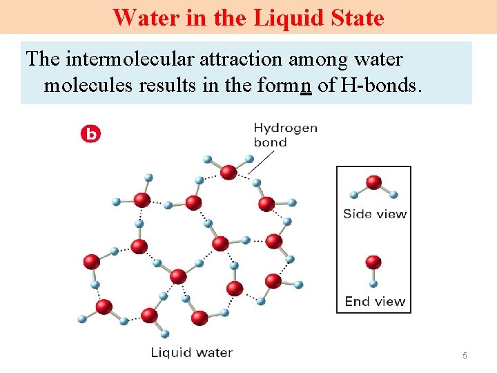 Water in the Liquid State The intermolecular attraction among water molecules results in the