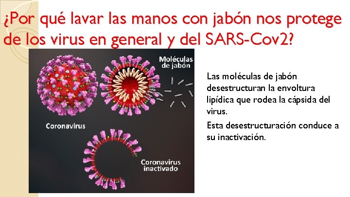 ¿Por qué lavar las manos con jabón nos protege de los virus en general