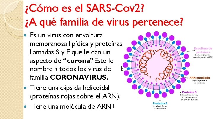 ¿Cómo es el SARS-Cov 2? ¿A qué familia de virus pertenece? Es un virus