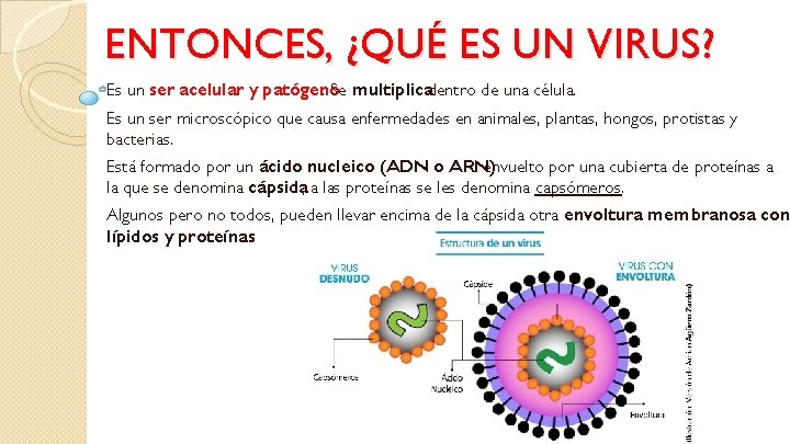 ENTONCES, ¿QUÉ ES UN VIRUS? Es un ser acelular y patógeno. Se multiplicadentro de