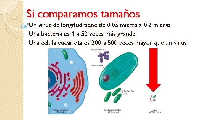 Si comparamos tamaños Un virus de longitud tiene de 0’ 05 micras a 0’