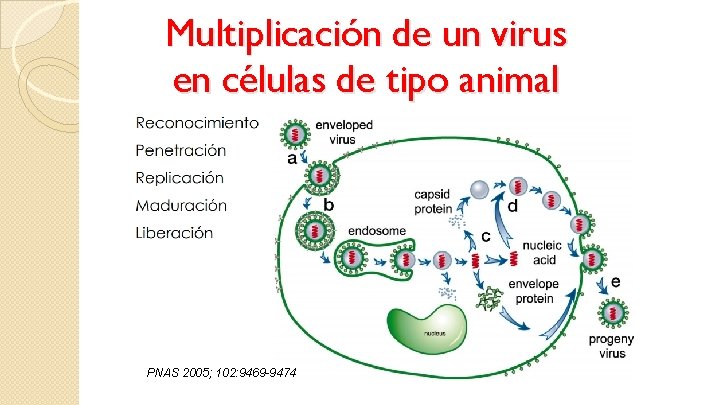 Multiplicación de un virus en células de tipo animal PNAS 2005; 102: 9469 -9474