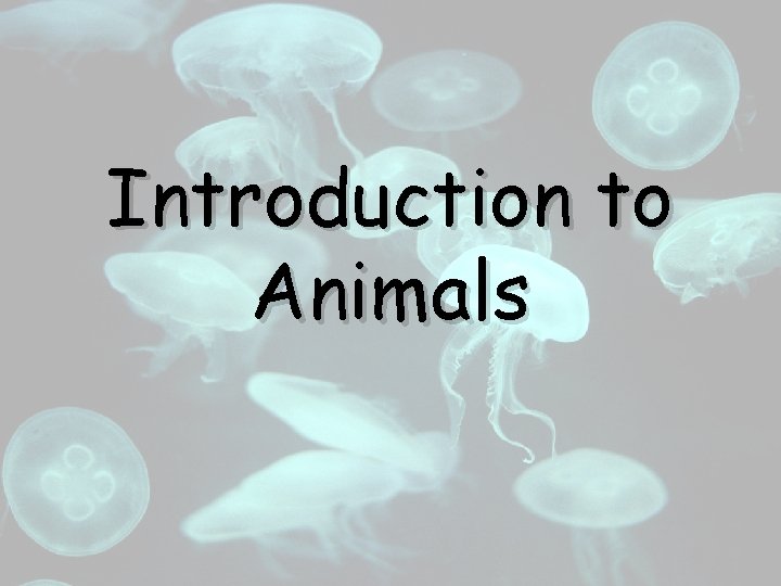 Introduction to Animals Characteristics of Animals Heterotrophs