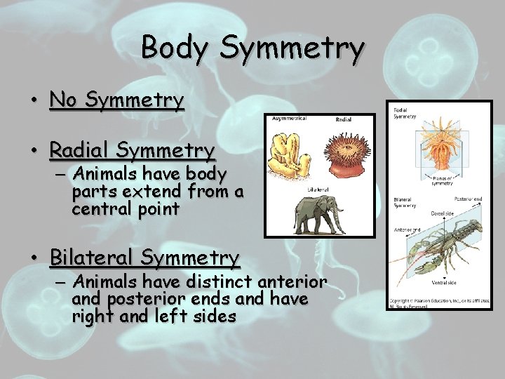 Body Symmetry • No Symmetry • Radial Symmetry – Animals have body parts extend