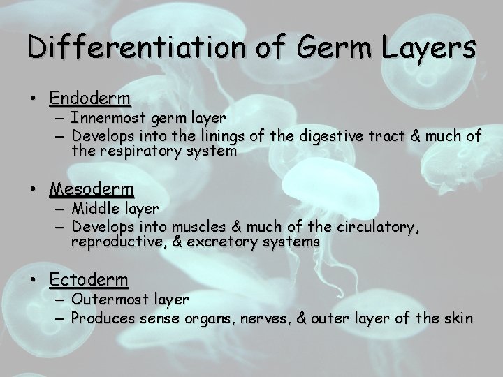 Differentiation of Germ Layers • Endoderm – Innermost germ layer – Develops into the