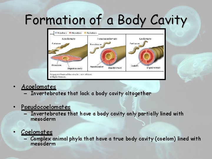Formation of a Body Cavity • Acoelomates – Invertebrates that lack a body cavity
