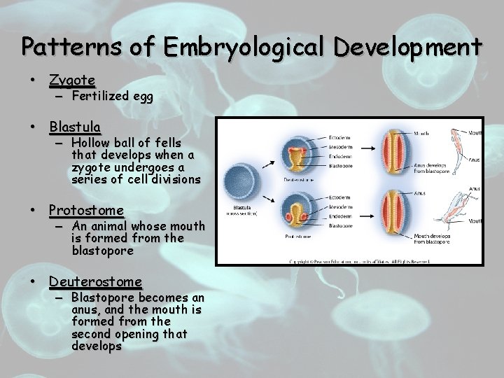 Patterns of Embryological Development • Zygote – Fertilized egg • Blastula – Hollow ball