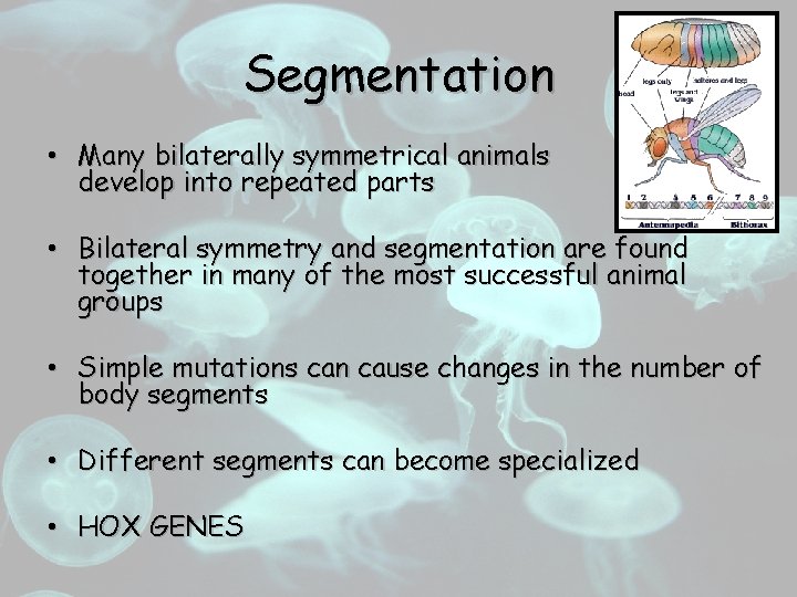 Segmentation • Many bilaterally symmetrical animals develop into repeated parts • Bilateral symmetry and