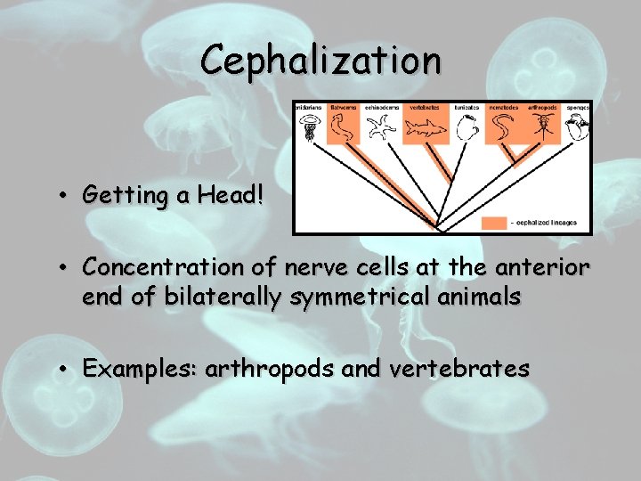 Cephalization • Getting a Head! • Concentration of nerve cells at the anterior end