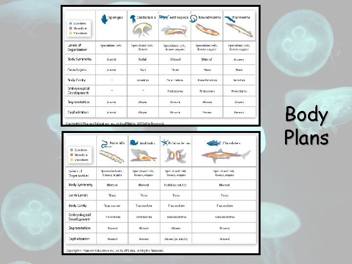 Introduction to Animals Characteristics of Animals Heterotrophs