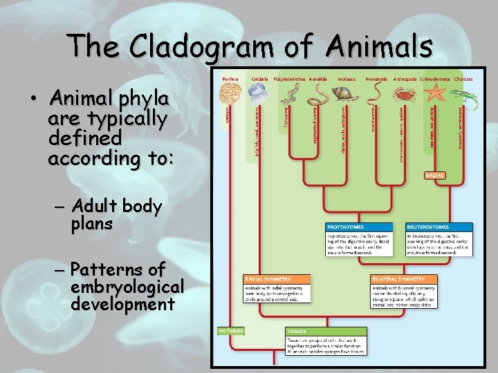 The Cladogram of Animals • Animal phyla are typically defined according to: – Adult