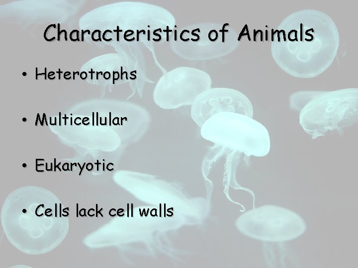 Characteristics of Animals • Heterotrophs • Multicellular • Eukaryotic • Cells lack cell walls