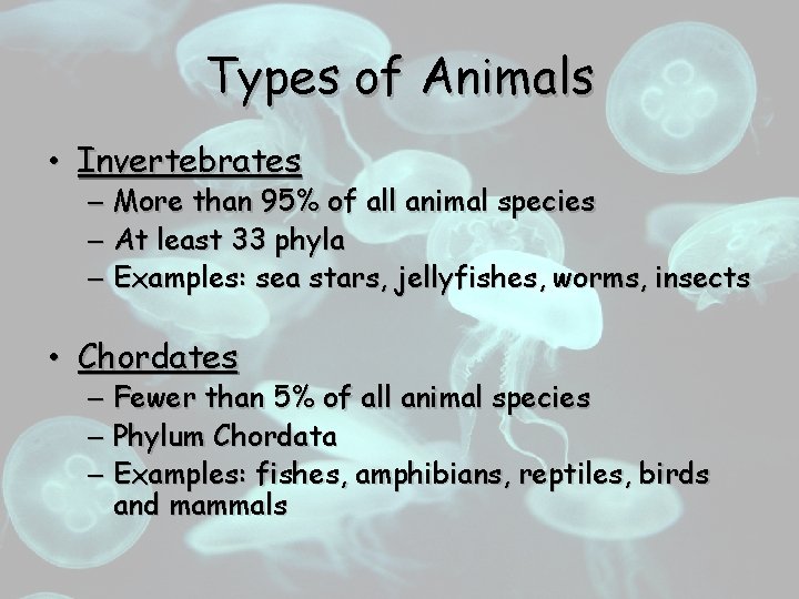 Types of Animals • Invertebrates – More than 95% of all animal species –