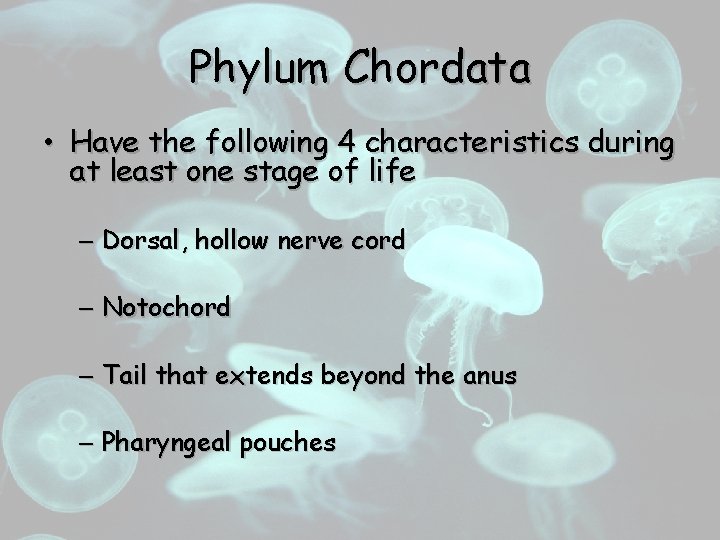 Phylum Chordata • Have the following 4 characteristics during at least one stage of