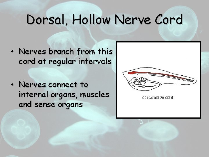 Dorsal, Hollow Nerve Cord • Nerves branch from this cord at regular intervals •