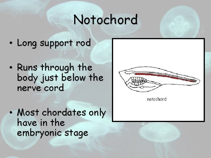 Notochord • Long support rod • Runs through the body just below the nerve