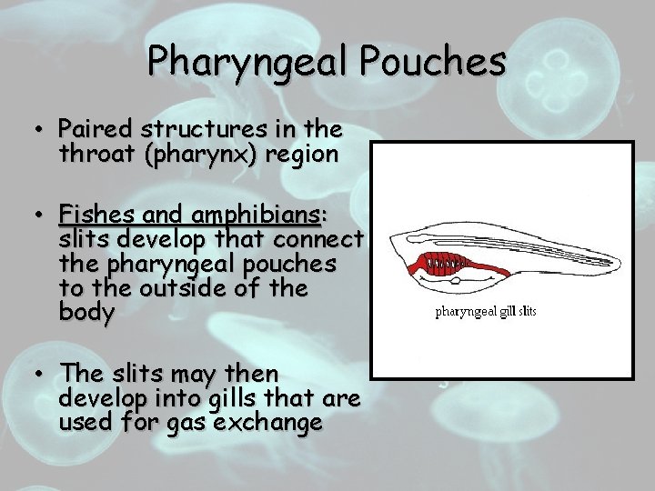 Pharyngeal Pouches • Paired structures in the throat (pharynx) region • Fishes and amphibians: