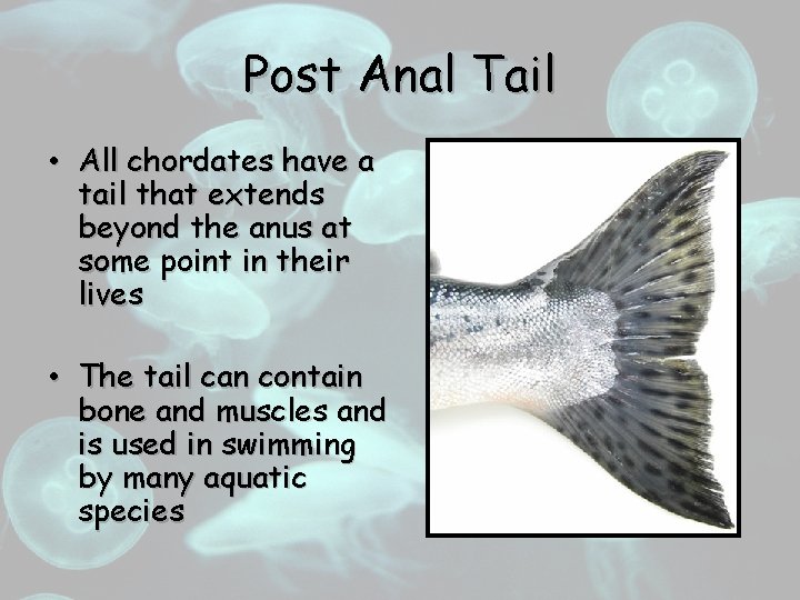 Post Anal Tail • All chordates have a tail that extends beyond the anus