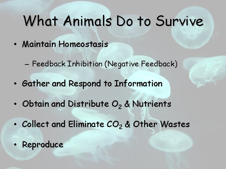 What Animals Do to Survive • Maintain Homeostasis – Feedback Inhibition (Negative Feedback) •