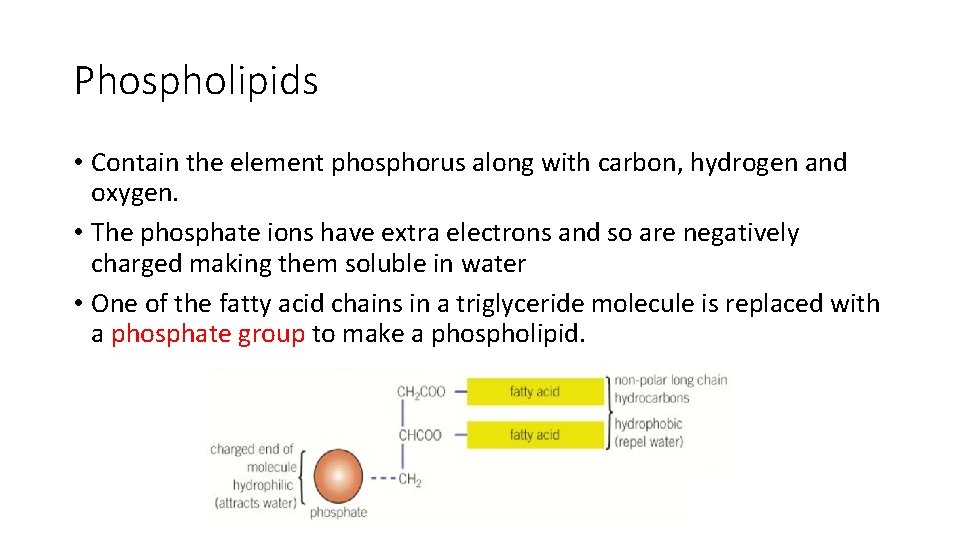 Phospholipids • Contain the element phosphorus along with carbon, hydrogen and oxygen. • The