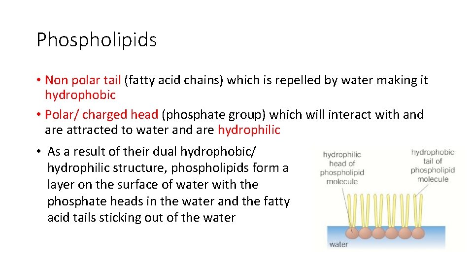 Phospholipids • Non polar tail (fatty acid chains) which is repelled by water making