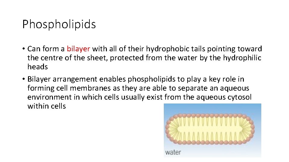 Phospholipids • Can form a bilayer with all of their hydrophobic tails pointing toward