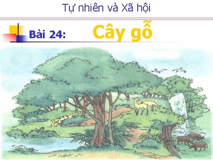 Tự nhiên và Xã hội Bài 24: Cây gỗ 