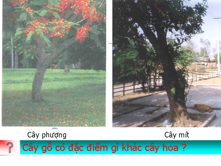 Cây phượng Cây mít Em hãy Cây gỗ có nêu đặc tênđiểm hai loại