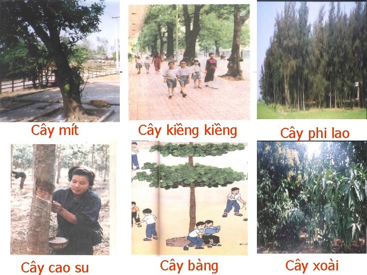 Cây mít Cây kiềng Cây phi lao Cây cao su Cây bàng Cây xoài