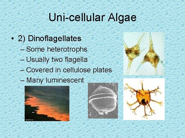 Uni-cellular Algae • 2) Dinoflagellates – Some heterotrophs – Usually two flagella – Covered