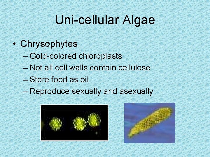Uni-cellular Algae • Chrysophytes – Gold-colored chloroplasts – Not all cell walls contain cellulose Uni-cellular Algae • Chrysophytes – Gold-colored chloroplasts – Not all cell walls contain cellulose
