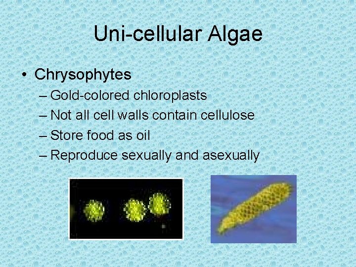 Uni-cellular Algae • Chrysophytes – Gold-colored chloroplasts – Not all cell walls contain cellulose