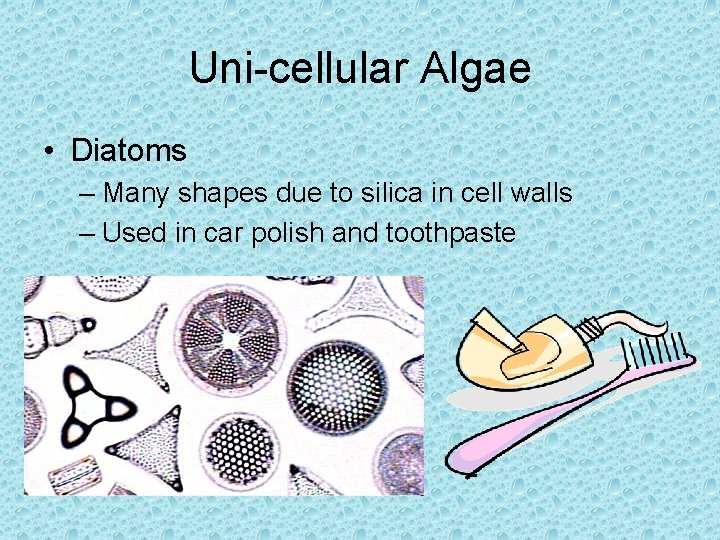 Uni-cellular Algae • Diatoms – Many shapes due to silica in cell walls – Uni-cellular Algae • Diatoms – Many shapes due to silica in cell walls –