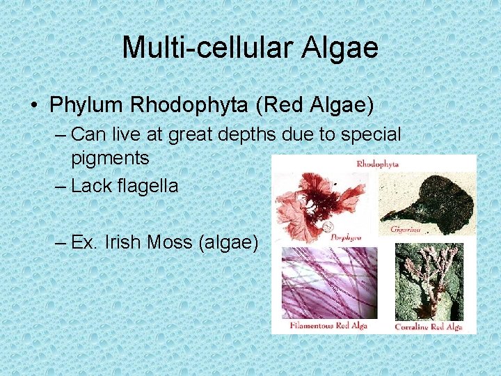 Multi-cellular Algae • Phylum Rhodophyta (Red Algae) – Can live at great depths due