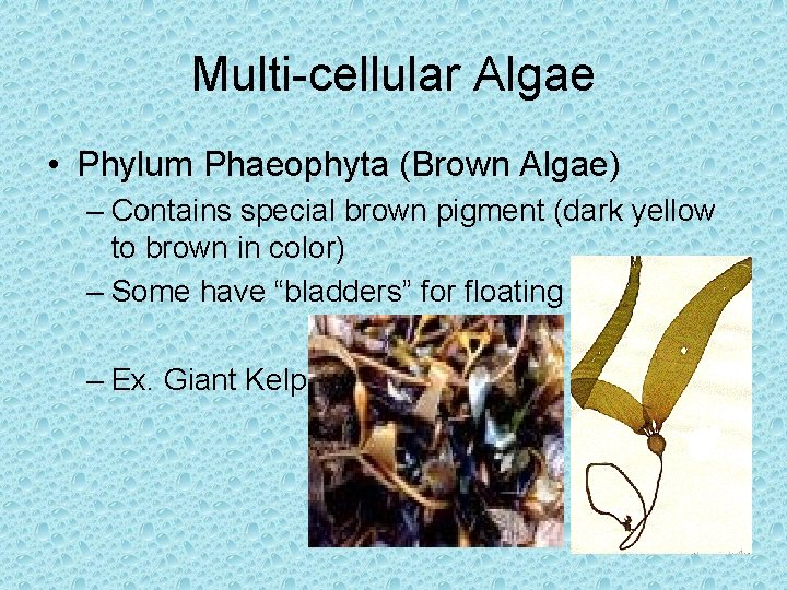 Multi-cellular Algae • Phylum Phaeophyta (Brown Algae) – Contains special brown pigment (dark yellow Multi-cellular Algae • Phylum Phaeophyta (Brown Algae) – Contains special brown pigment (dark yellow