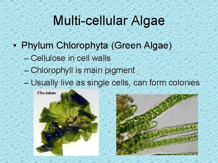 Multi-cellular Algae • Phylum Chlorophyta (Green Algae) – Cellulose in cell walls – Chlorophyll Multi-cellular Algae • Phylum Chlorophyta (Green Algae) – Cellulose in cell walls – Chlorophyll