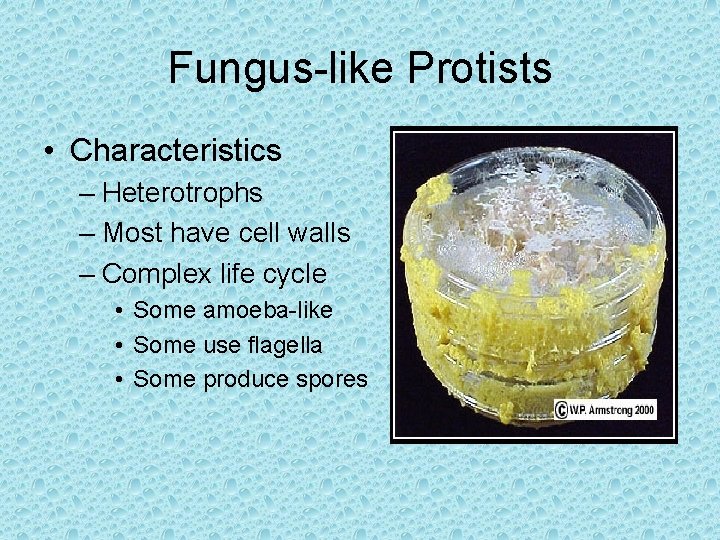 Fungus-like Protists • Characteristics – Heterotrophs – Most have cell walls – Complex life