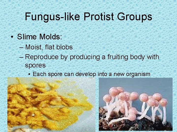 Fungus-like Protist Groups • Slime Molds: – Moist, flat blobs – Reproduce by producing