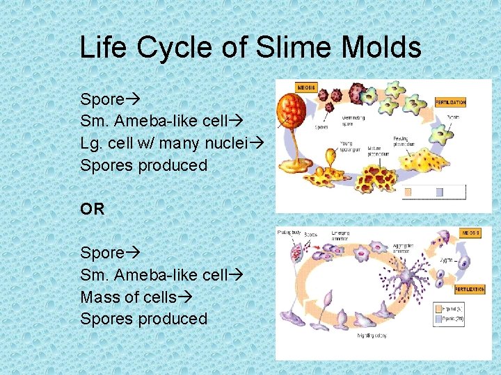 Life Cycle of Slime Molds Spore Sm. Ameba-like cell Lg. cell w/ many nuclei Life Cycle of Slime Molds Spore Sm. Ameba-like cell Lg. cell w/ many nuclei