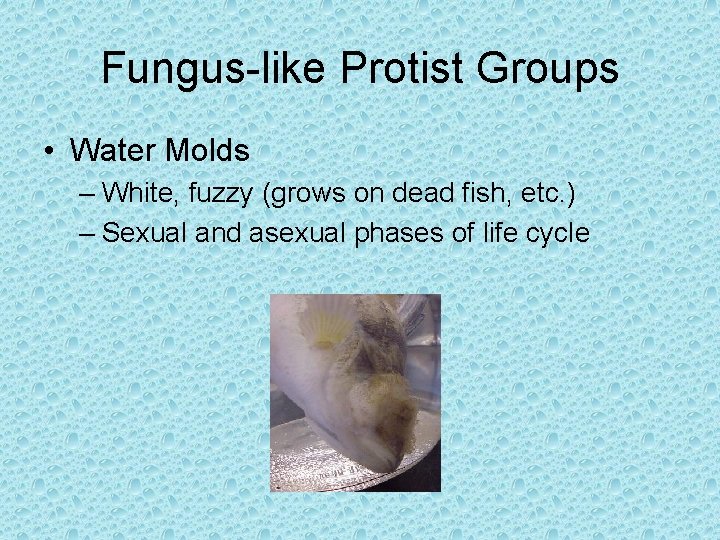 Fungus-like Protist Groups • Water Molds – White, fuzzy (grows on dead fish, etc. Fungus-like Protist Groups • Water Molds – White, fuzzy (grows on dead fish, etc.