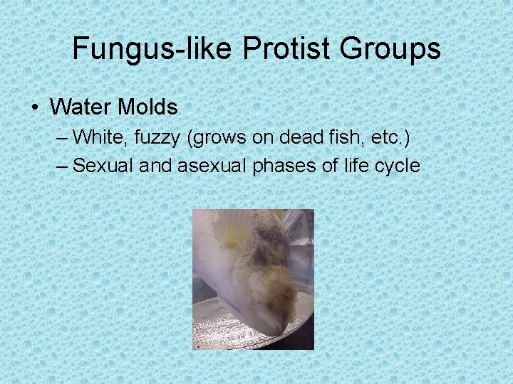 Fungus-like Protist Groups • Water Molds – White, fuzzy (grows on dead fish, etc.