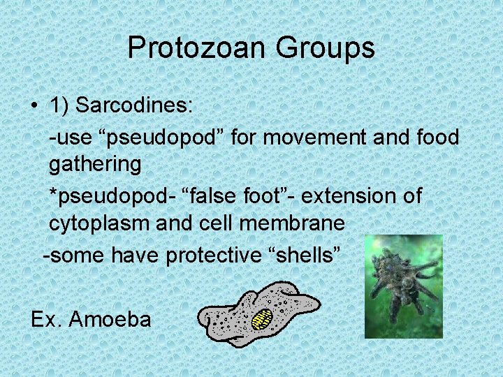 Protozoan Groups • 1) Sarcodines: -use “pseudopod” for movement and food gathering *pseudopod- “false