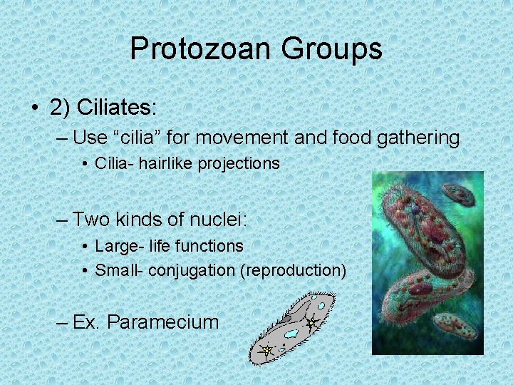 Protozoan Groups • 2) Ciliates: – Use “cilia” for movement and food gathering •