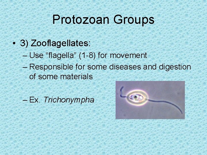 Protozoan Groups • 3) Zooflagellates: – Use “flagella” (1 -8) for movement – Responsible