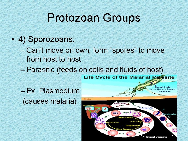 Protozoan Groups • 4) Sporozoans: – Can’t move on own, form “spores” to move Protozoan Groups • 4) Sporozoans: – Can’t move on own, form “spores” to move